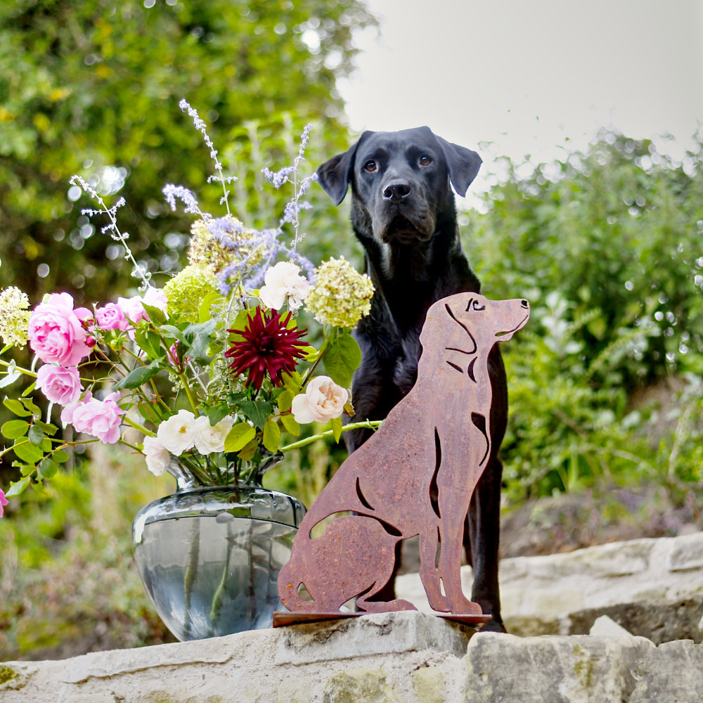 Labrador Classique - Image 2