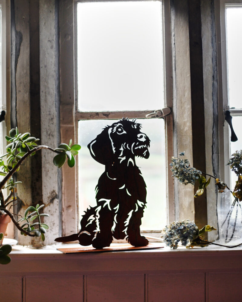 Wistful the Wirehaired Dachshund